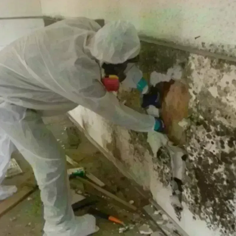 Mold Remediation and Removal in Cottonwood, CA